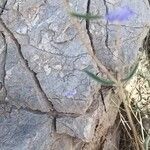 Lomelosia argentea Inny