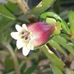 Kalanchoe miniata Blomst