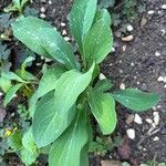 Symphyotrichum laeveFeuille