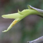 Puya mirabilis Flower