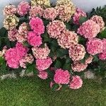 Hydrangea macrophyllaFlower