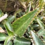 Kalanchoe daigremontiana Leaf