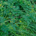 Rosa marginata Hoja