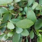 Coreopsis auriculata Leaf