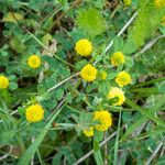 Trifolium campestreফুল