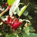 Hibiscus sabdariffa Fruit