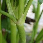 Ranunculus muricatus Bark