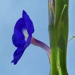 Stachytarpheta indica Flower