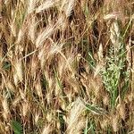 Hordeum marinum पत्ता