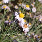 Tripolium pannonicum 花