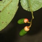 Ocotea valerioides Fruit