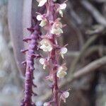 Rhipidoglossum rutilum Flower