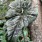 Anthurium formosum ഇല