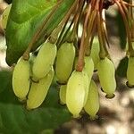 Berberis julianae Frucht