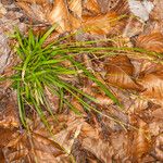 Carex digitata Blatt