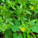 Potentilla norvegica Habit