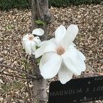 Magnolia kobus Virág