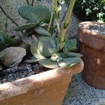 Crassula cotyledonis Leaf