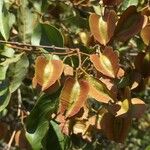 Combretum apiculatum 果實