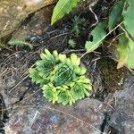 Sempervivum montanum List