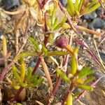 Spergularia marina Leaf