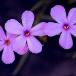 Phlox stoloniferaFlor