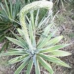 Agave sisalana Leaf