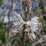 Asphodelus macrocarpus Квітка