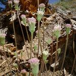 Chaenactis santolinoides Habitus