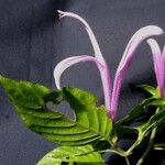 Poikilacanthus macranthus अन्य
