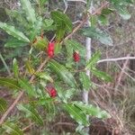 Ochna serrulataFlower