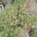 Astragalus balearicus Leaf