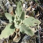 Verbascum boerhavii পাতা