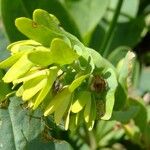 Cerinthe glabra Otro