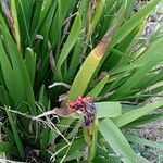 Iris foetidissima Habit