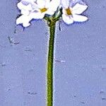 Hottonia palustris Virág