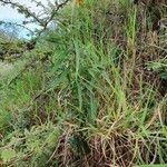 Crotalaria brevidens Hoja