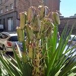 Yucca aloifolia Fruchs