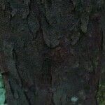 Vantanea guianensis Кора