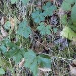 Sanicula europaea Likasa