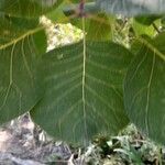 Cotinus obovatusFoglia