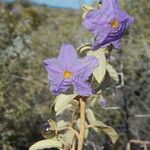 Solanum hindsianum Vivejo