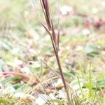 Ptilagrostis yadongensis Habit