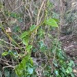 Aristolochia sempervirens Alkat (teljes növény)