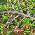 Cotoneaster nan-shan പുറംതൊലി