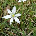 Ornithogalum umbellatum花