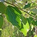 Populus alba Leaf