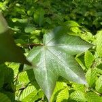 Acer cappadocicum Blatt