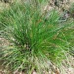 Carex paniculata Habit