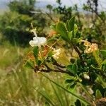 Turraea mombassana Λουλούδι